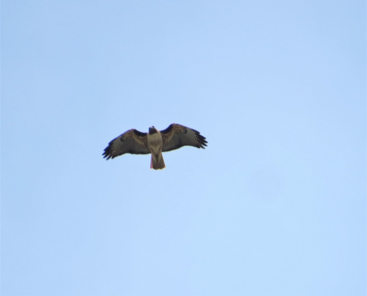Red-tailed Hawk - ML307334961