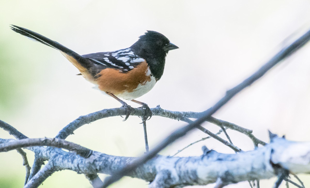 Spotted Towhee - ML30733571