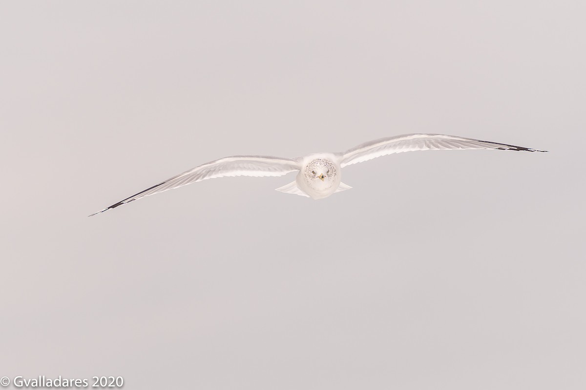 Ring-billed Gull - ML307337401