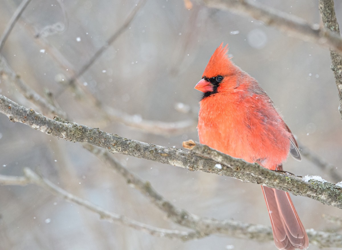 Northern Cardinal - Cynthia Carlson