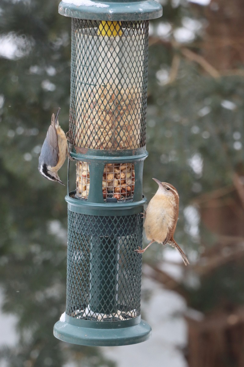 Carolina Wren - ML307339591