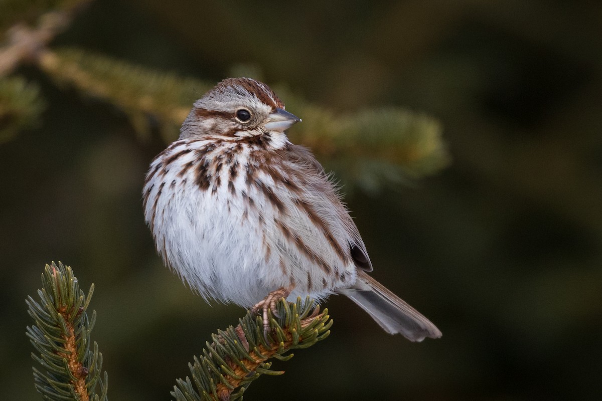 Song Sparrow - Lyall Bouchard