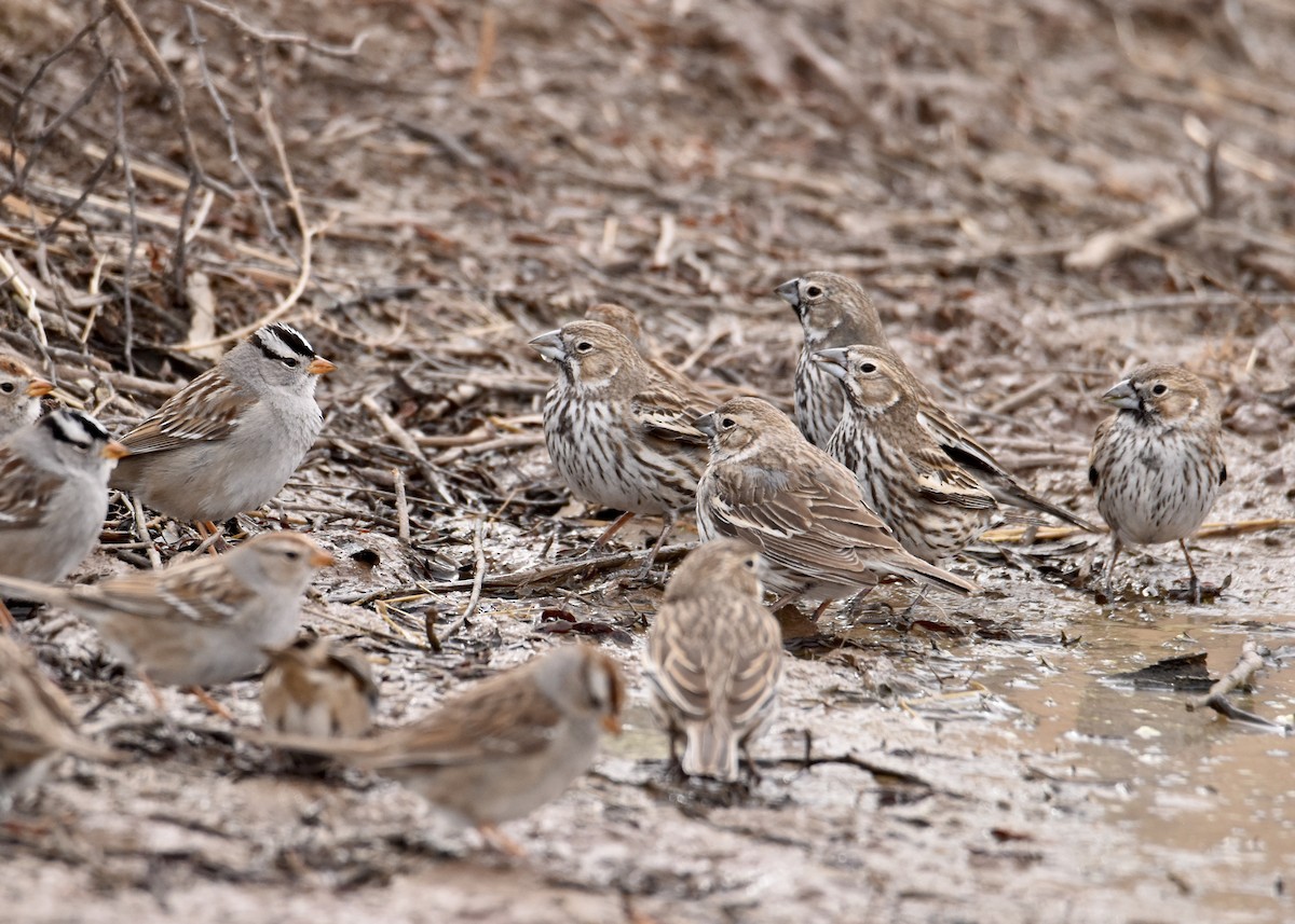 Lark Bunting - ML307343001