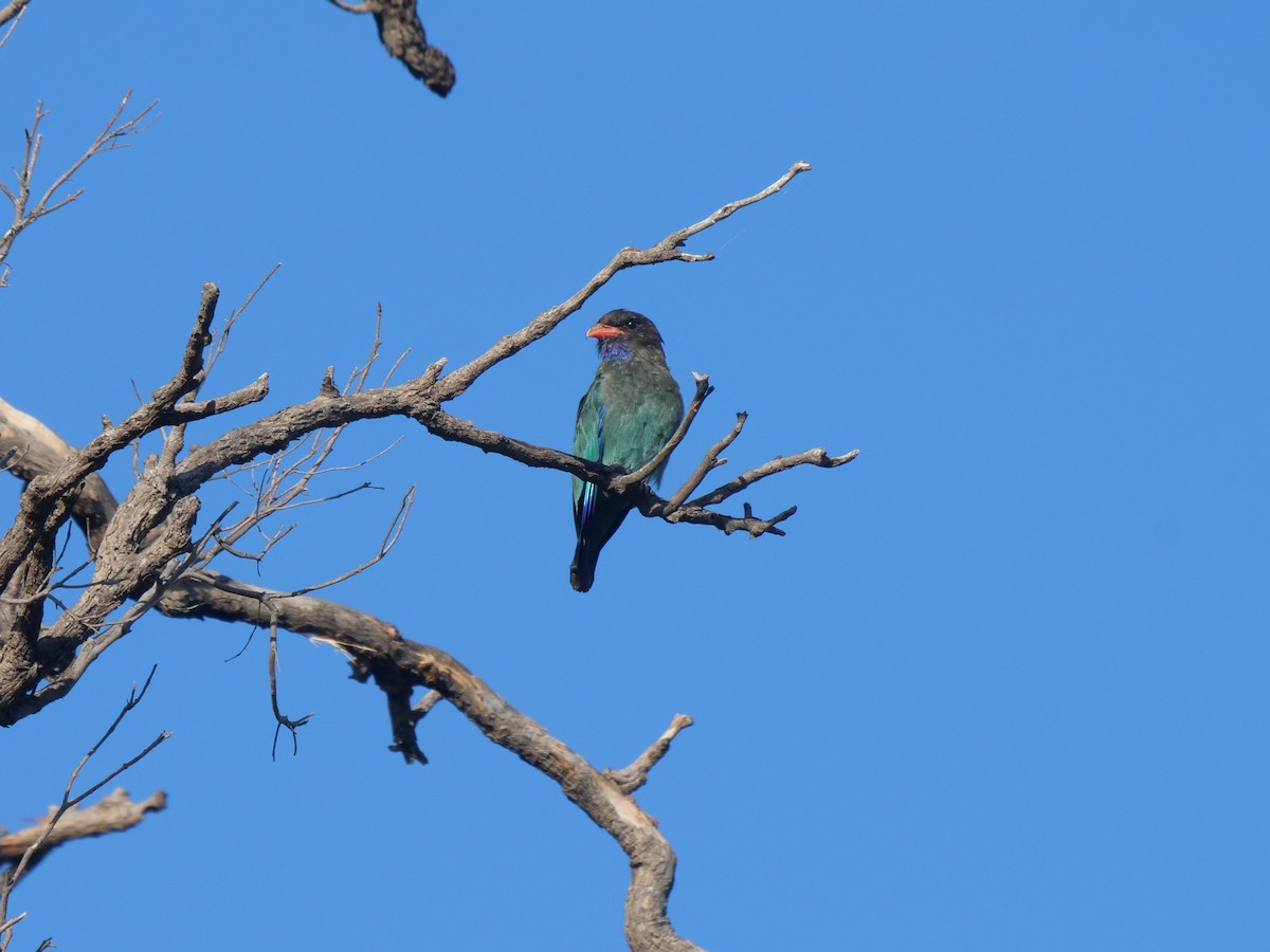 Dollarbird - Frank Coman