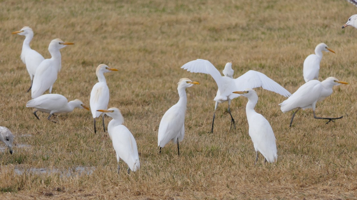 Western Cattle Egret - ML307346091