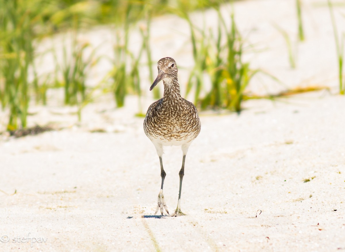 Willet - Stefanie Paventy