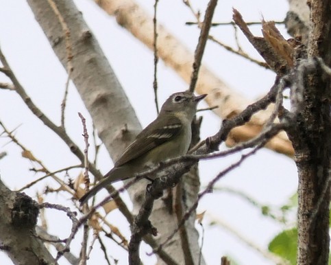 Plumbeous Vireo - Tom Benson