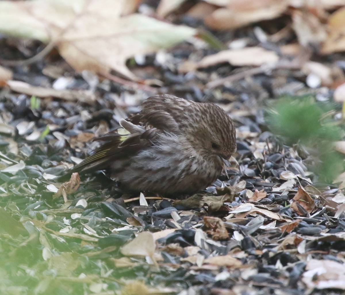 Pine Siskin - ML30734751