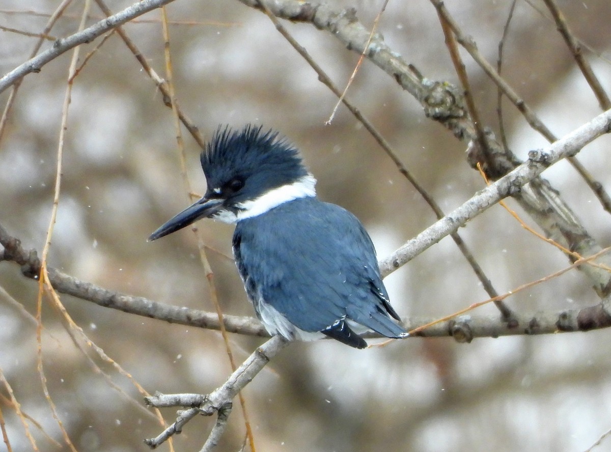 Belted Kingfisher - ML307348281