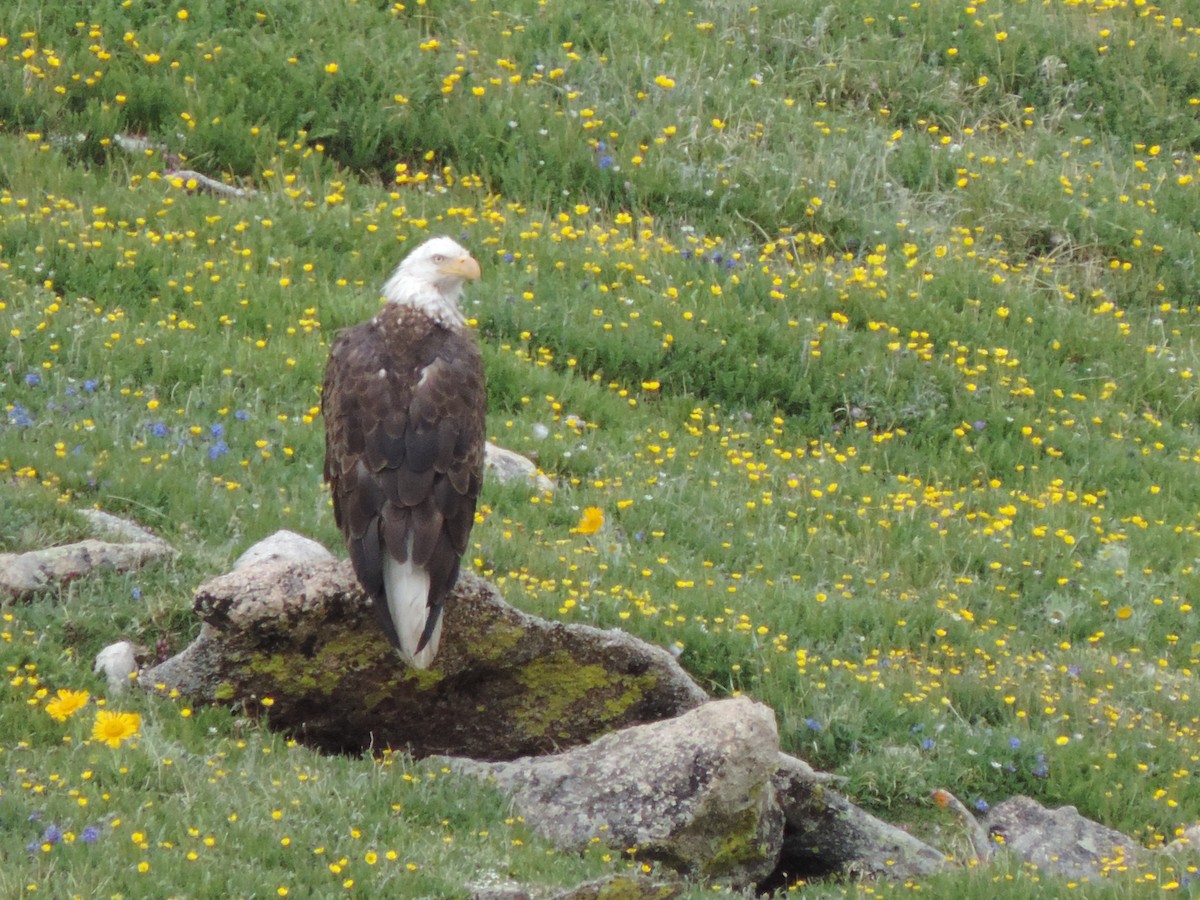 Weißkopf-Seeadler - ML30734891