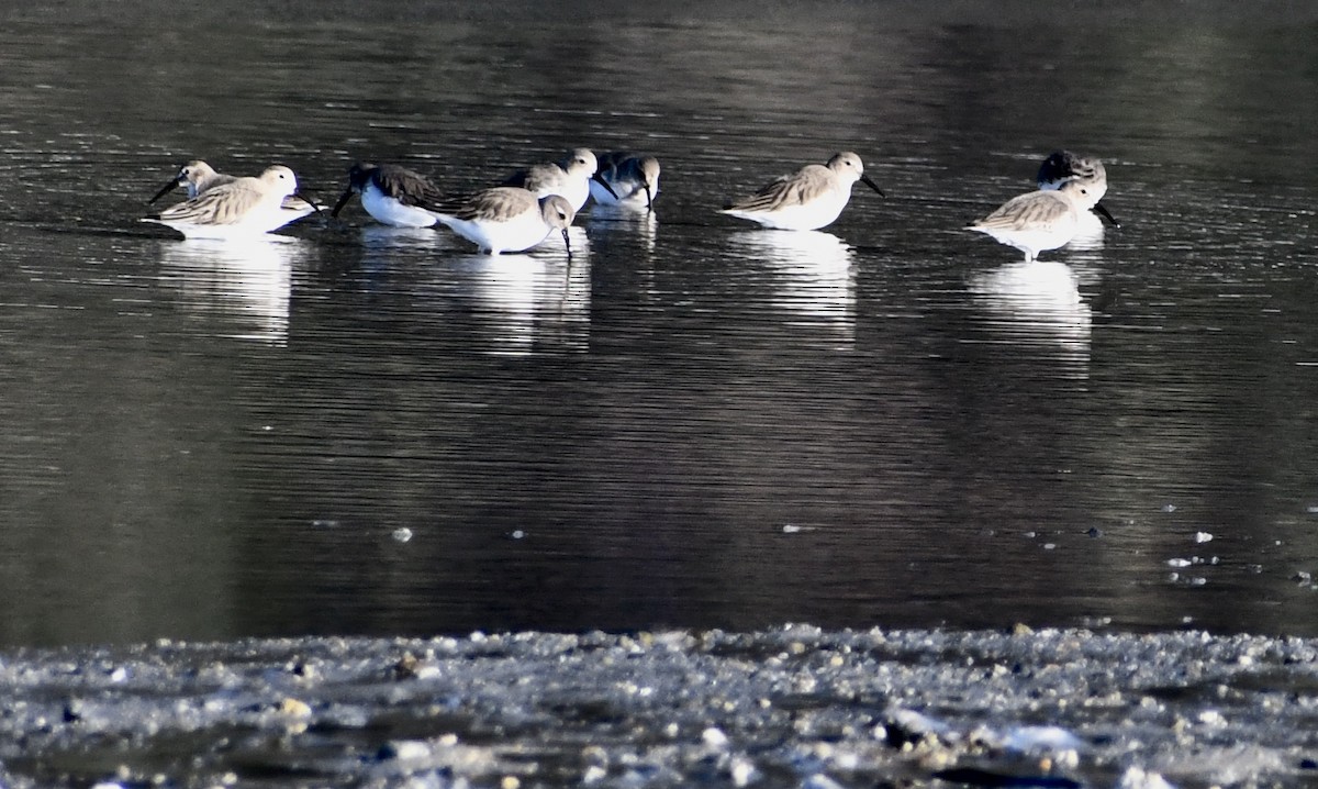 Dunlin - ML307350141