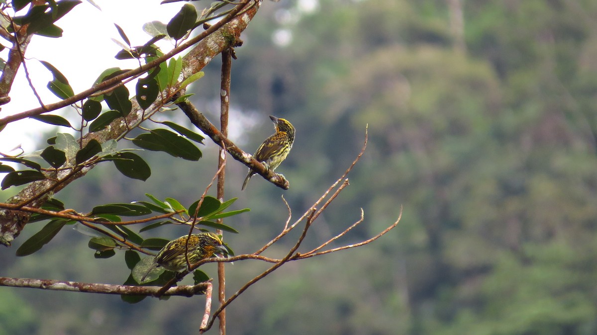 Gilded Barbet - ML30735121