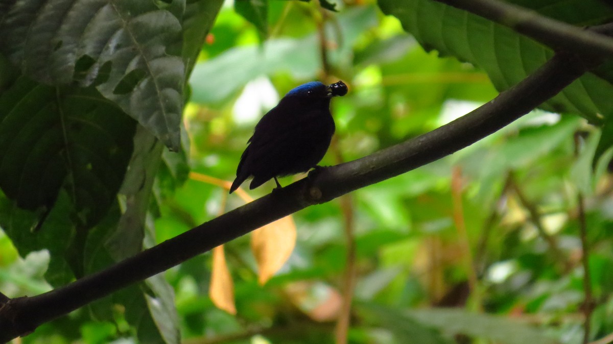 Blue-capped Manakin - ML30735181