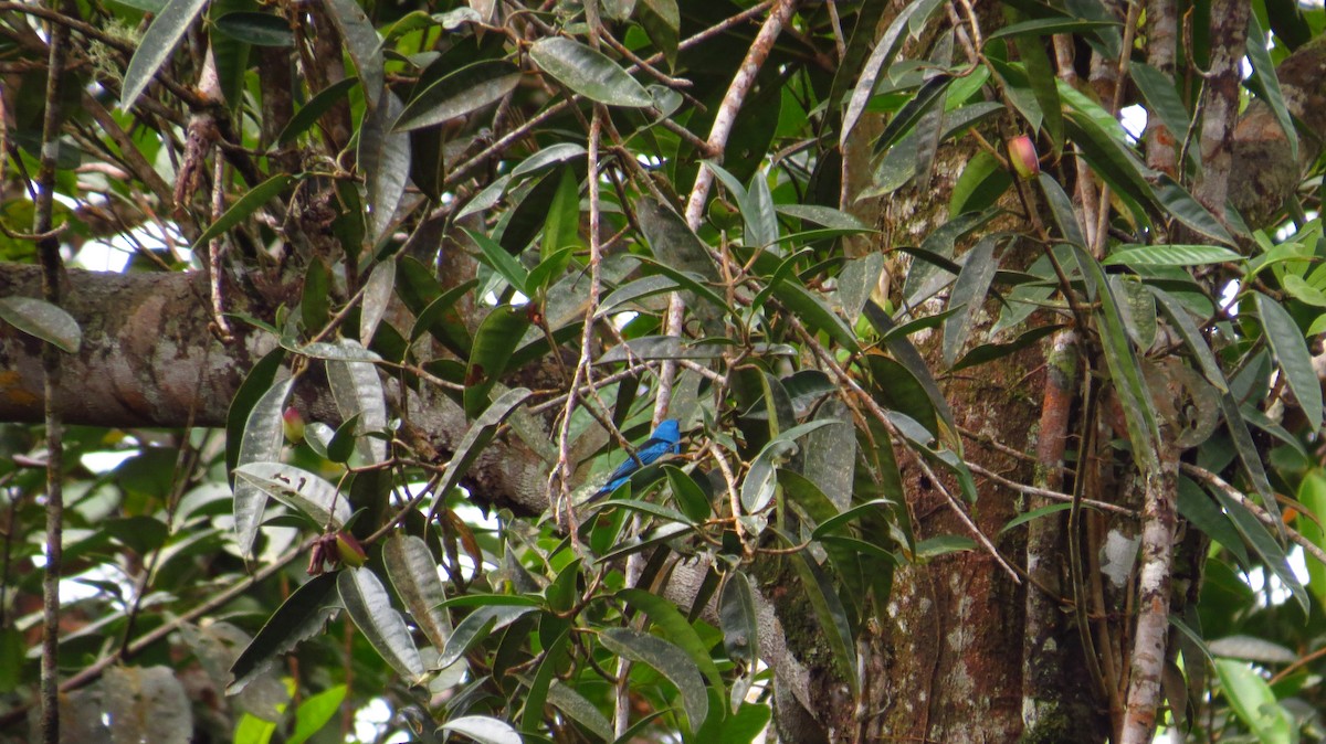 Blue Dacnis - ML30735231