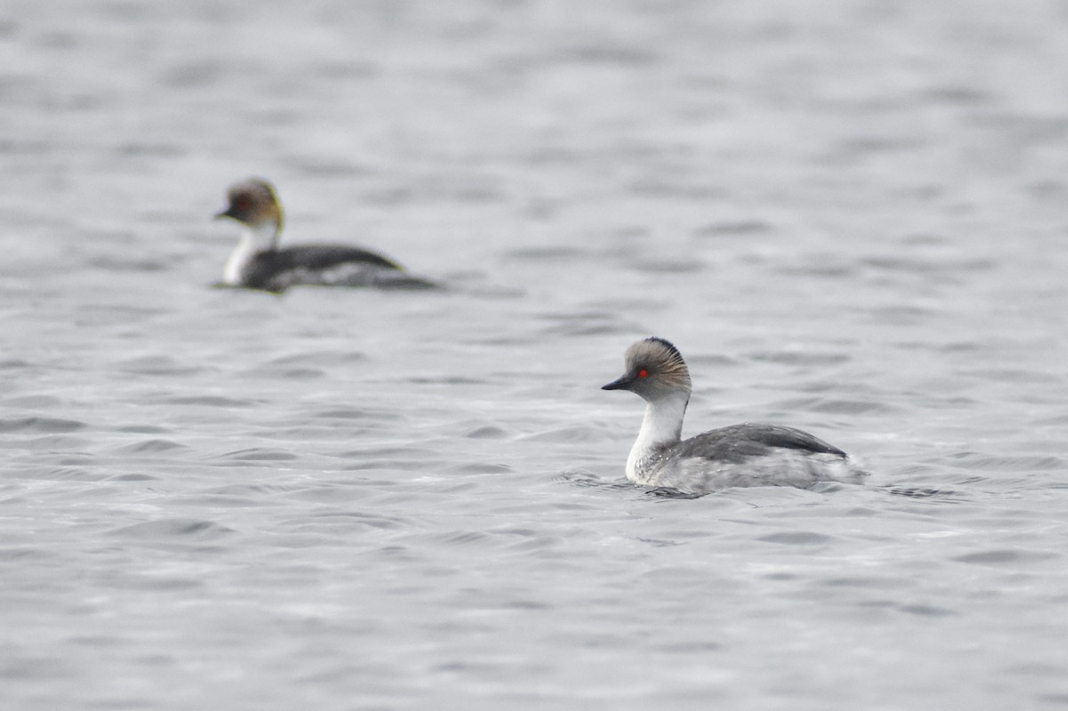 Silvery Grebe - Ezequiel Racker