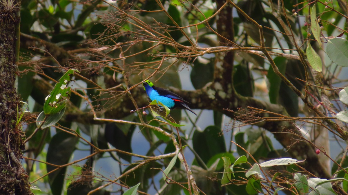 Paradise Tanager - ML30735311