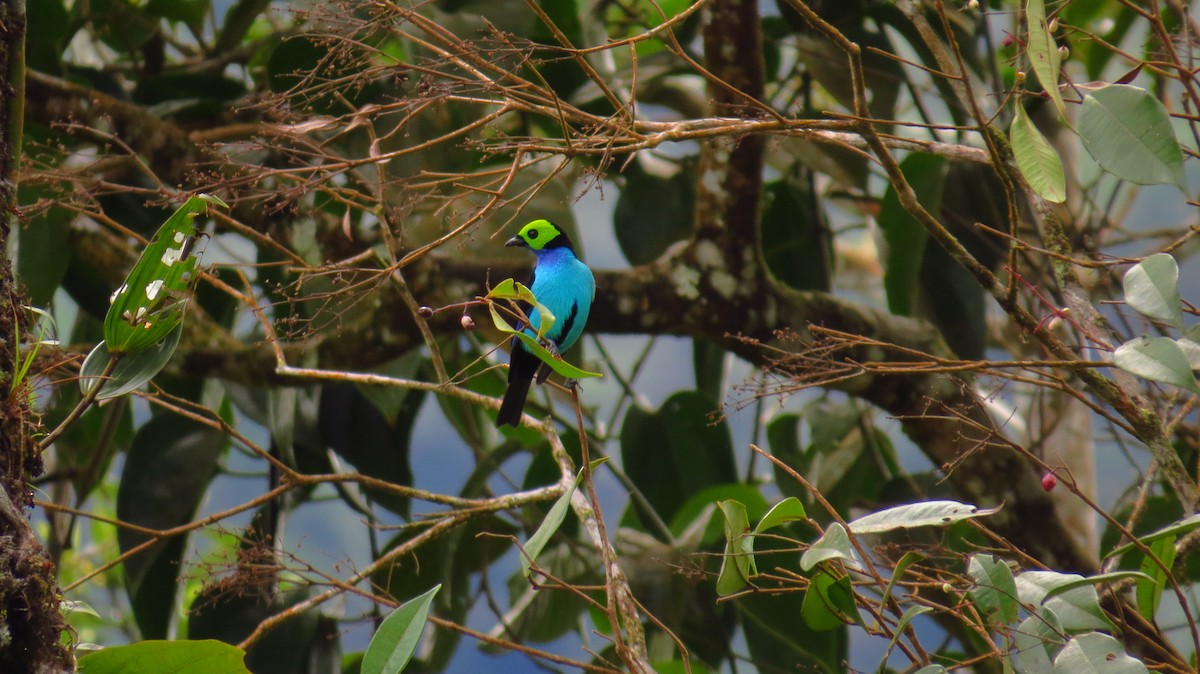 Paradise Tanager - ML30735321