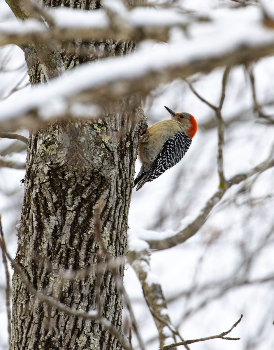 Red-bellied Woodpecker - ML307353561