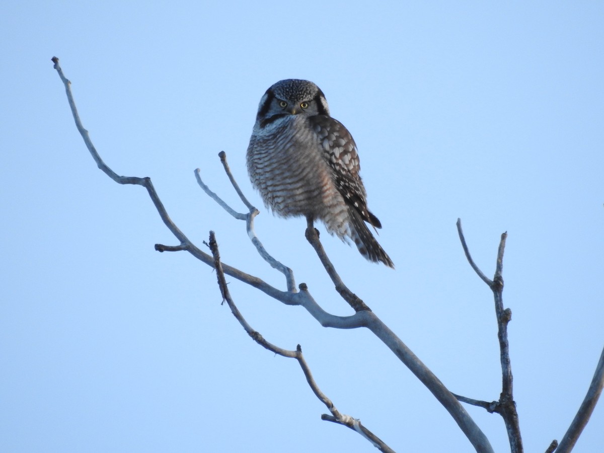 Northern Hawk Owl - ML307353891