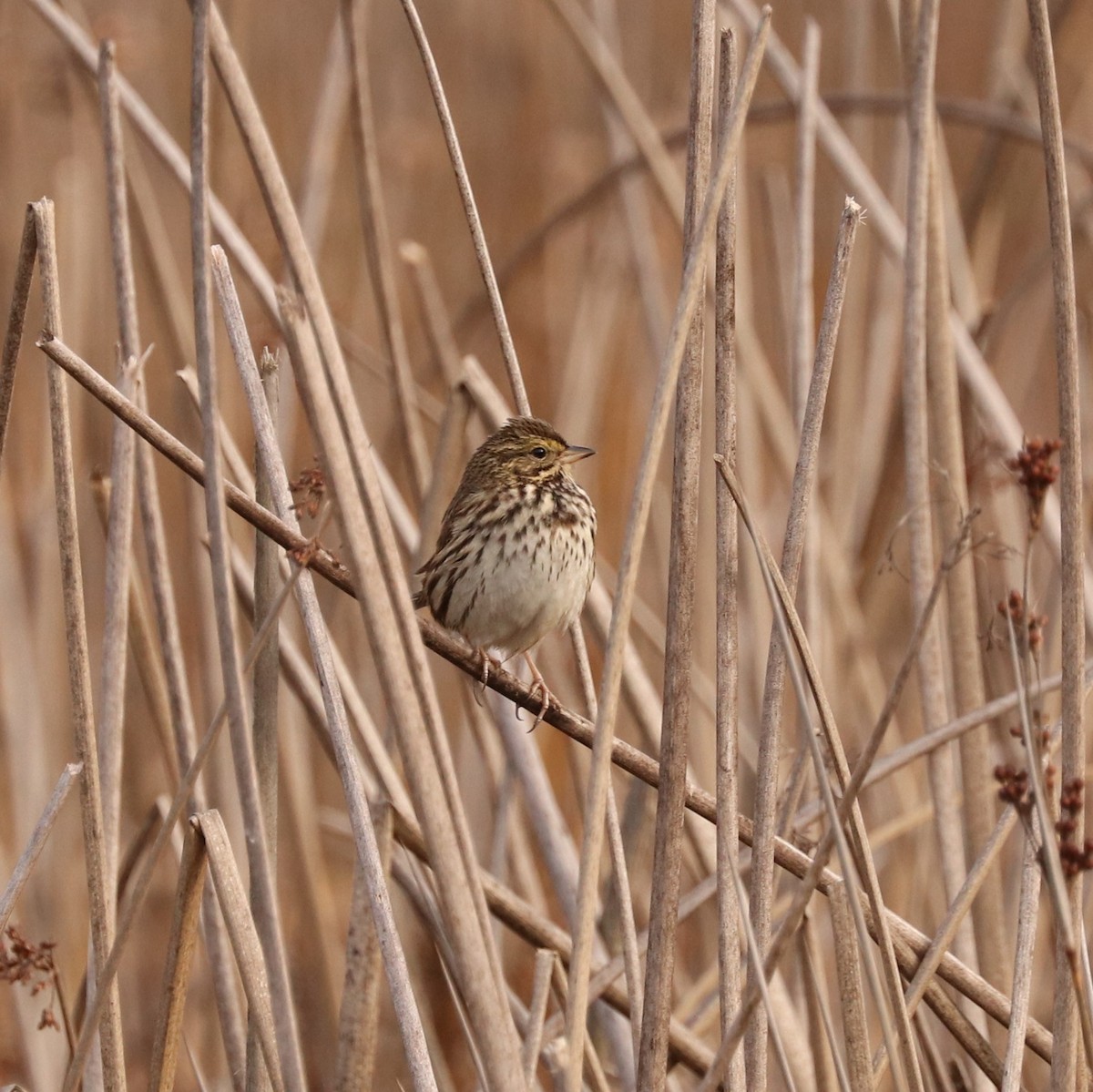 Savannah Sparrow - ML307354891