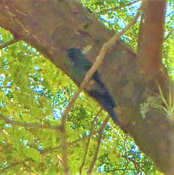 Swallow-tailed Hummingbird - ML307355551