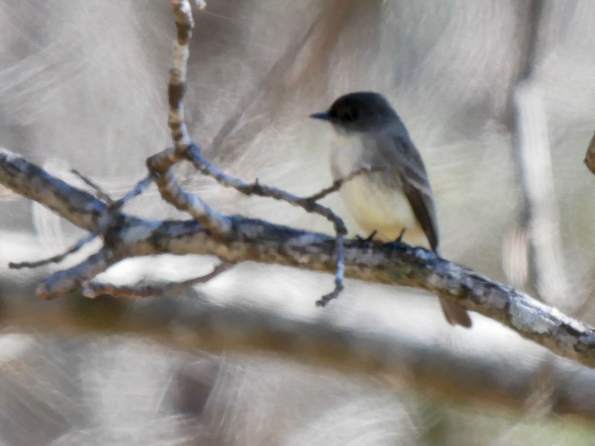 Eastern Phoebe - ML307355601