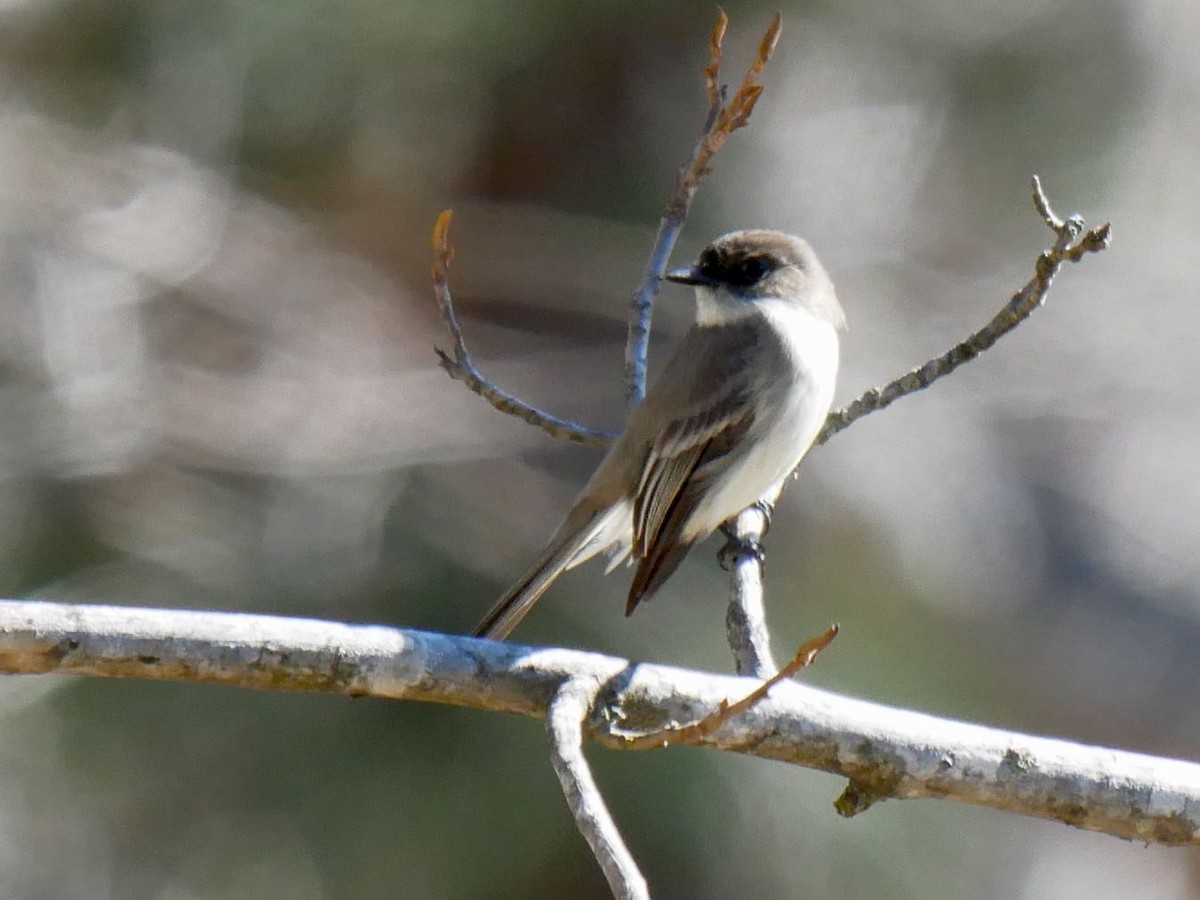Eastern Phoebe - Aaron Jungbluth