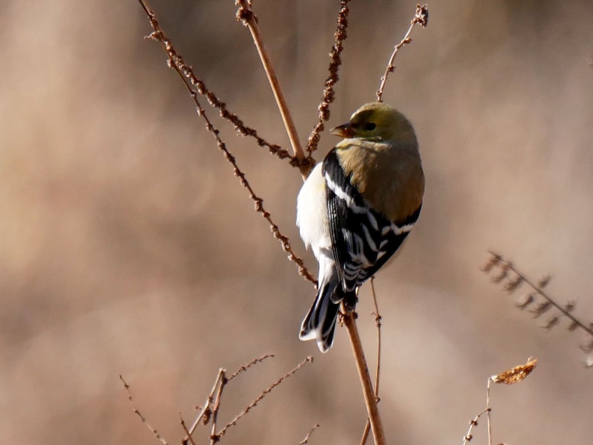 American Goldfinch - ML307355691