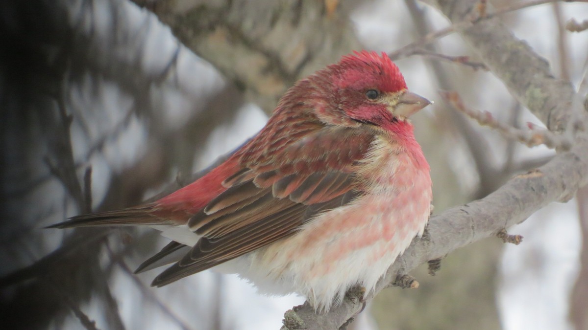Purple Finch - ML307355711