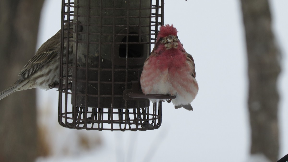 Purple Finch - ML307355781