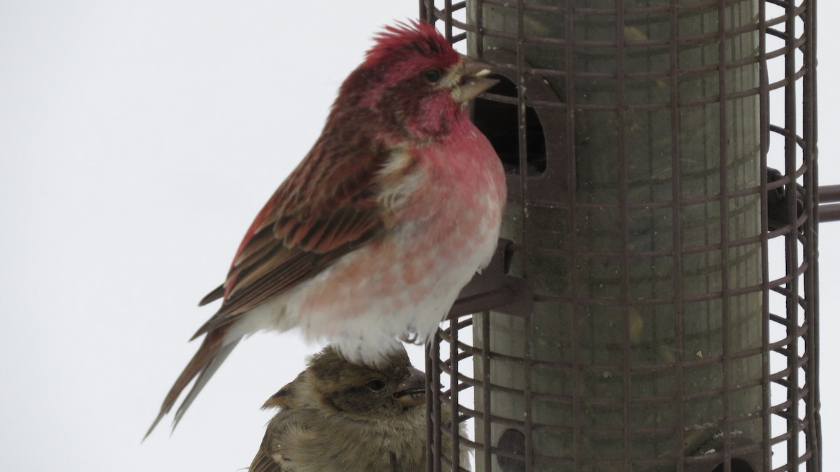 Purple Finch - ML307355931