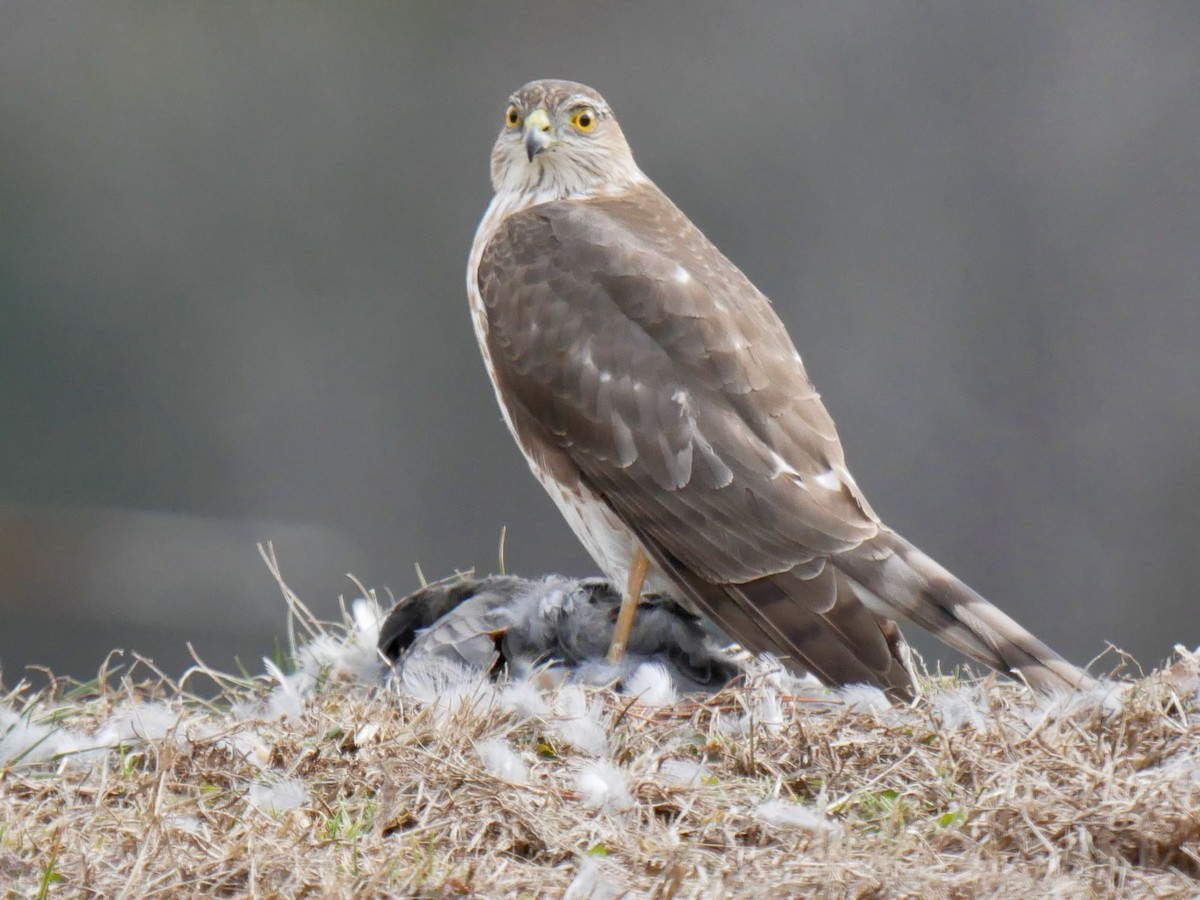 Sharp-shinned Hawk - ML307358021