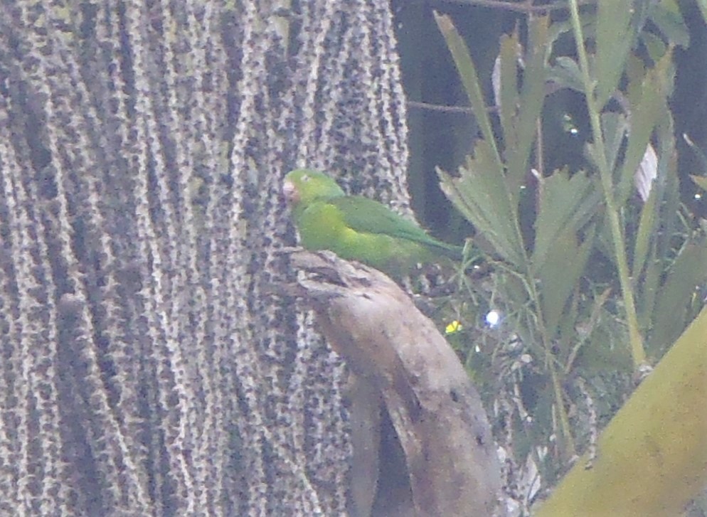 Plain Parakeet - ML307358101