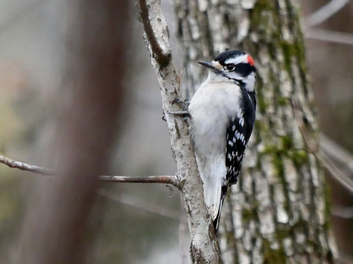 Downy Woodpecker - ML307359101