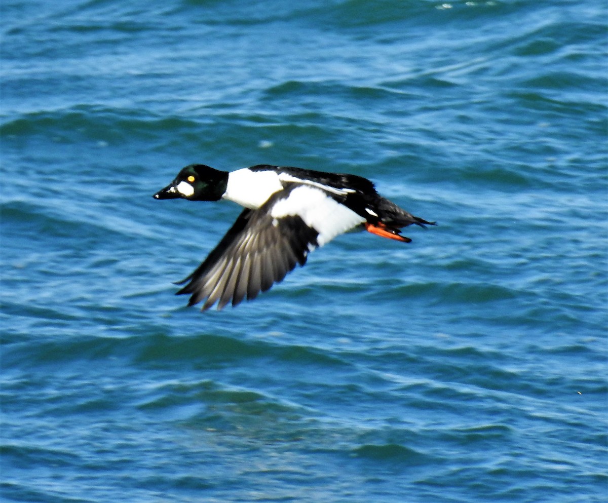 Common Goldeneye - ML307360141