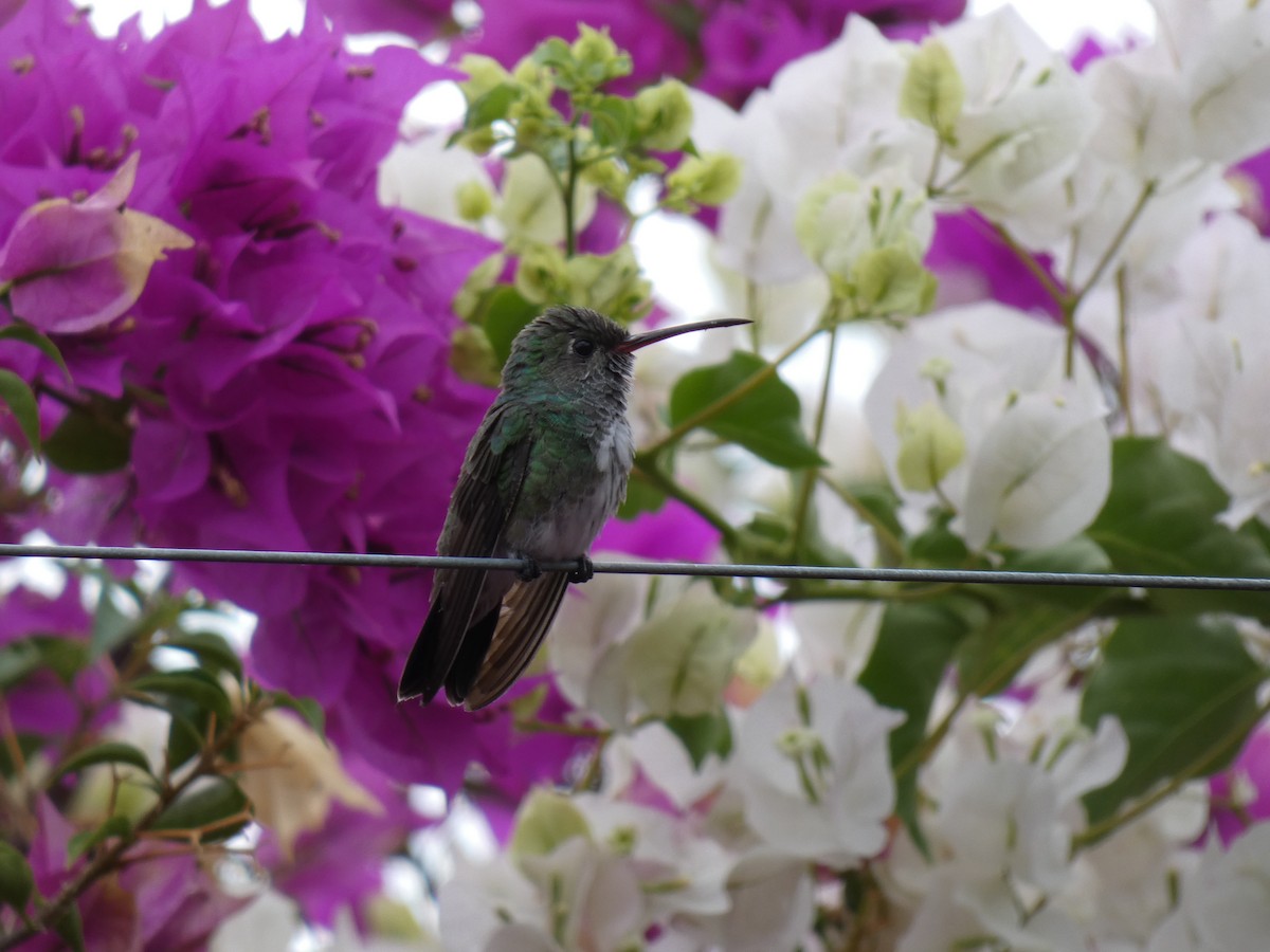 kolibřík zrcadlový - ML307361491