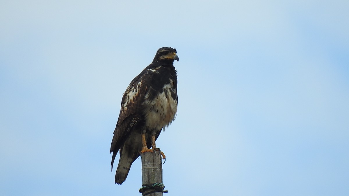 Common Black Hawk - ML307363201