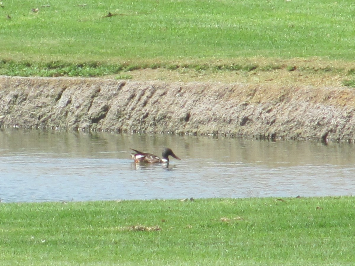 Northern Shoveler - ML30736481