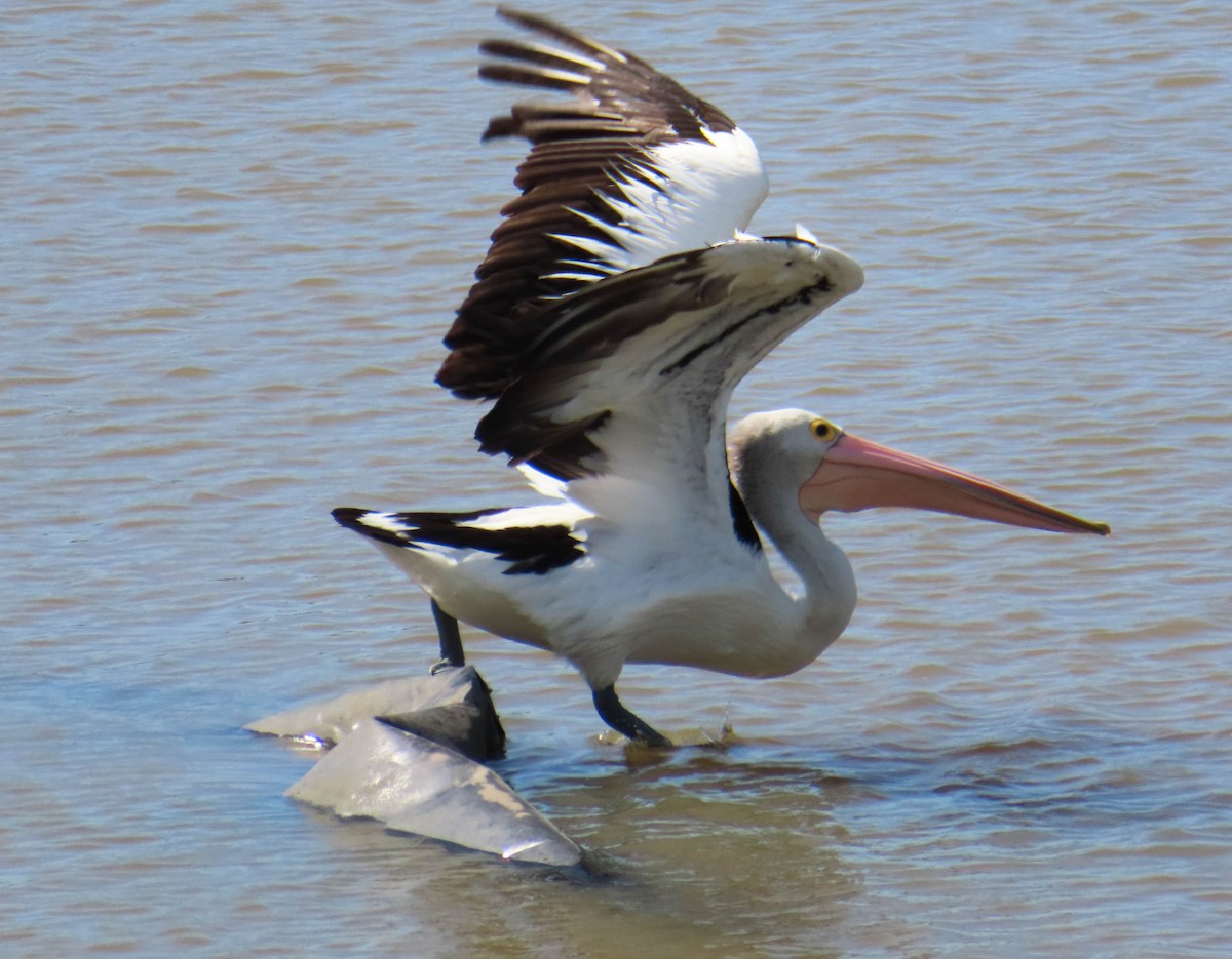 pelikán australský - ML307368111