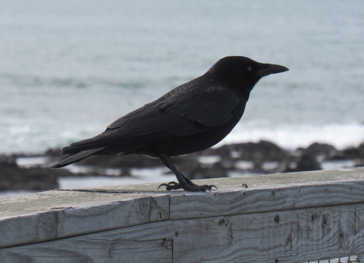 American Crow - ML307369771