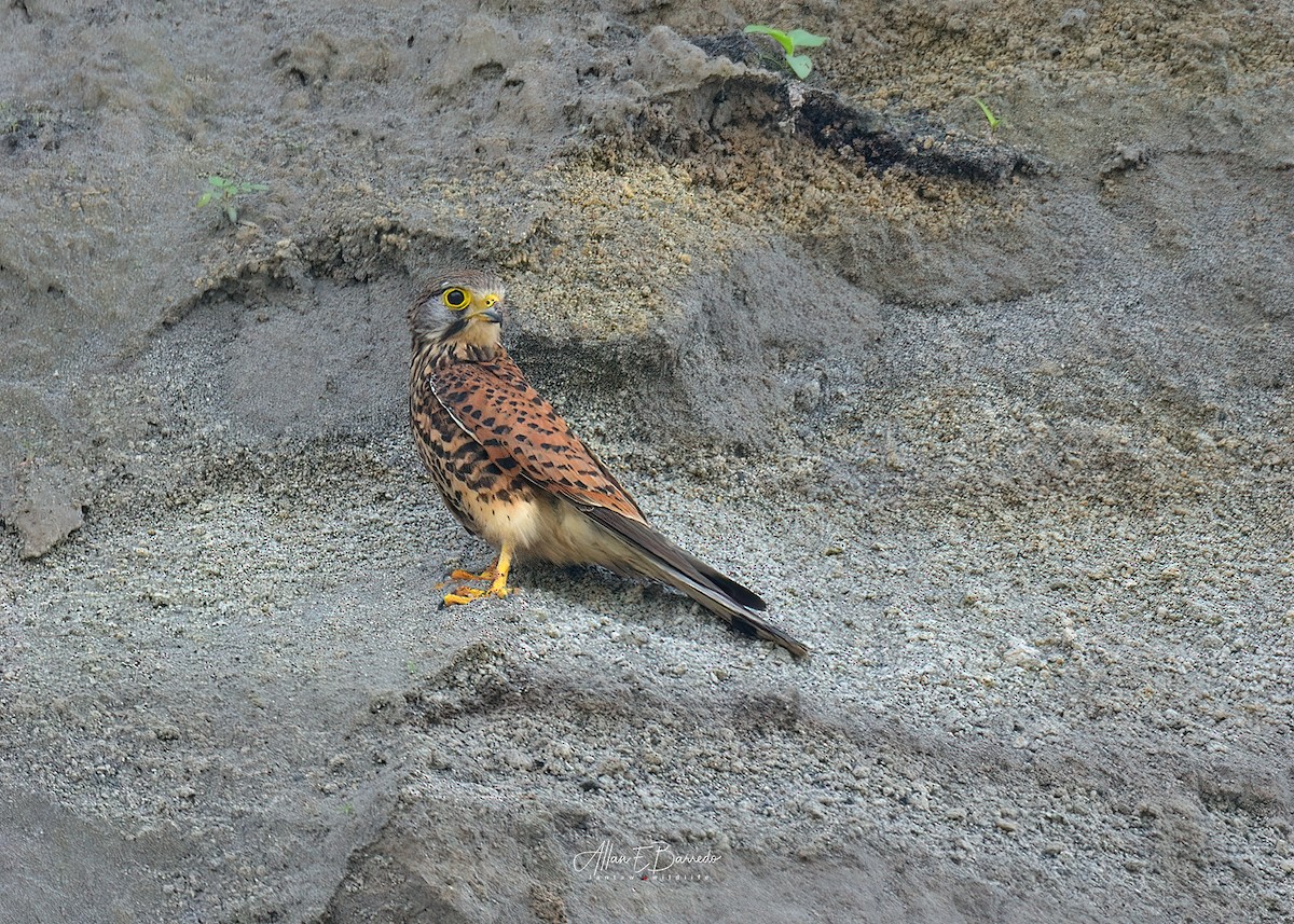 Spotted Kestrel - Allan Barredo