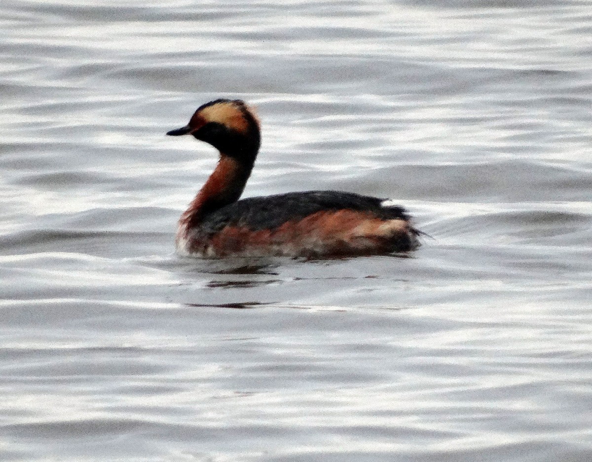 Horned Grebe - Sandra Keller