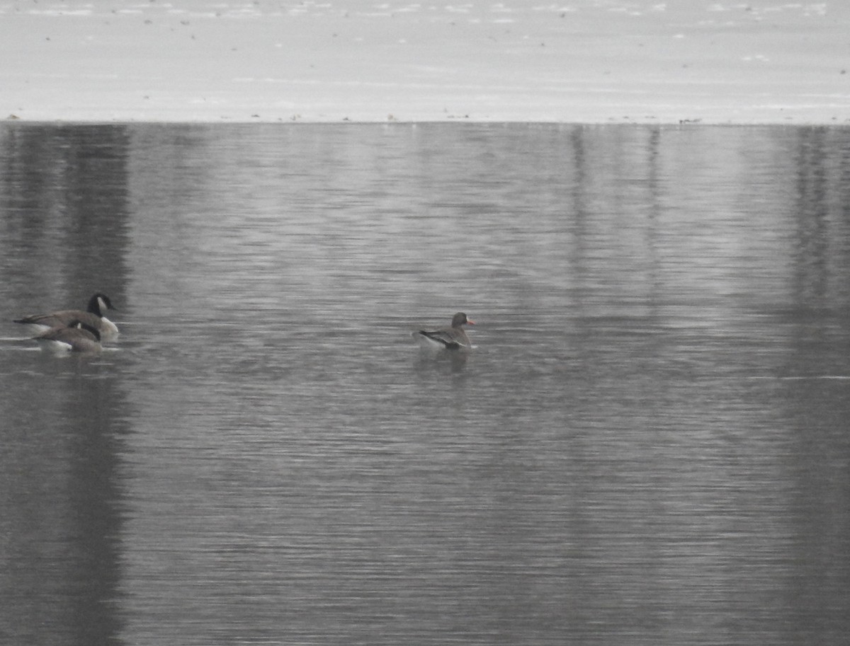 Greater White-fronted Goose - ML307372131