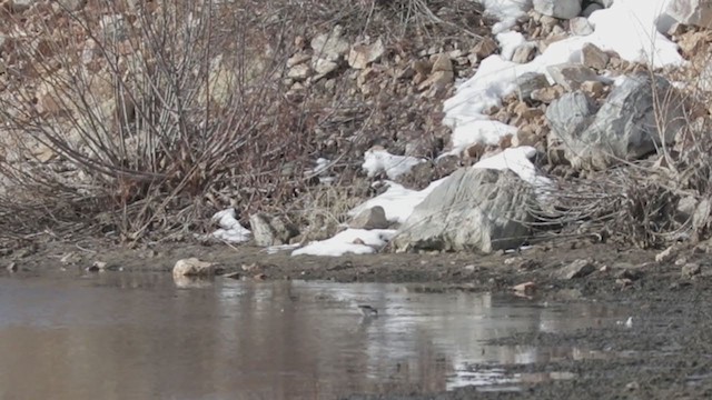 Greater Yellowlegs - ML307372521