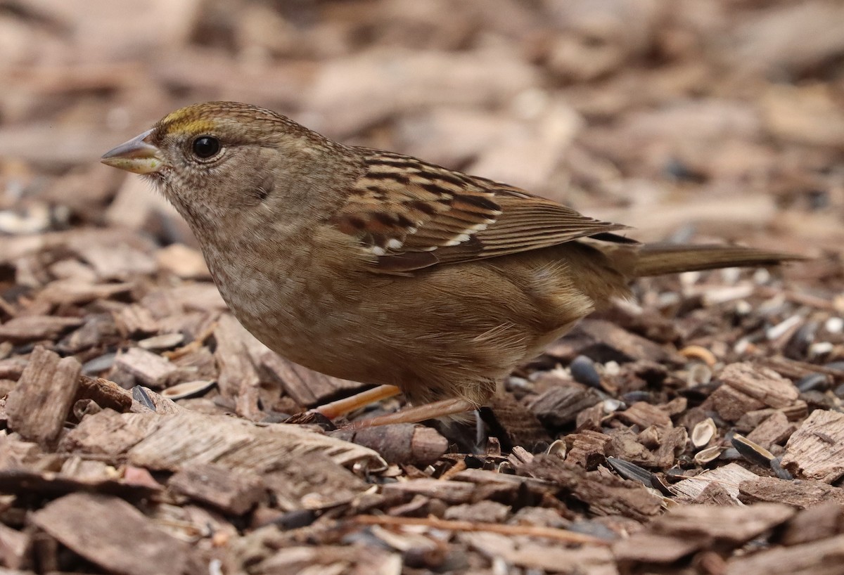 Bruant à couronne dorée - ML307372631