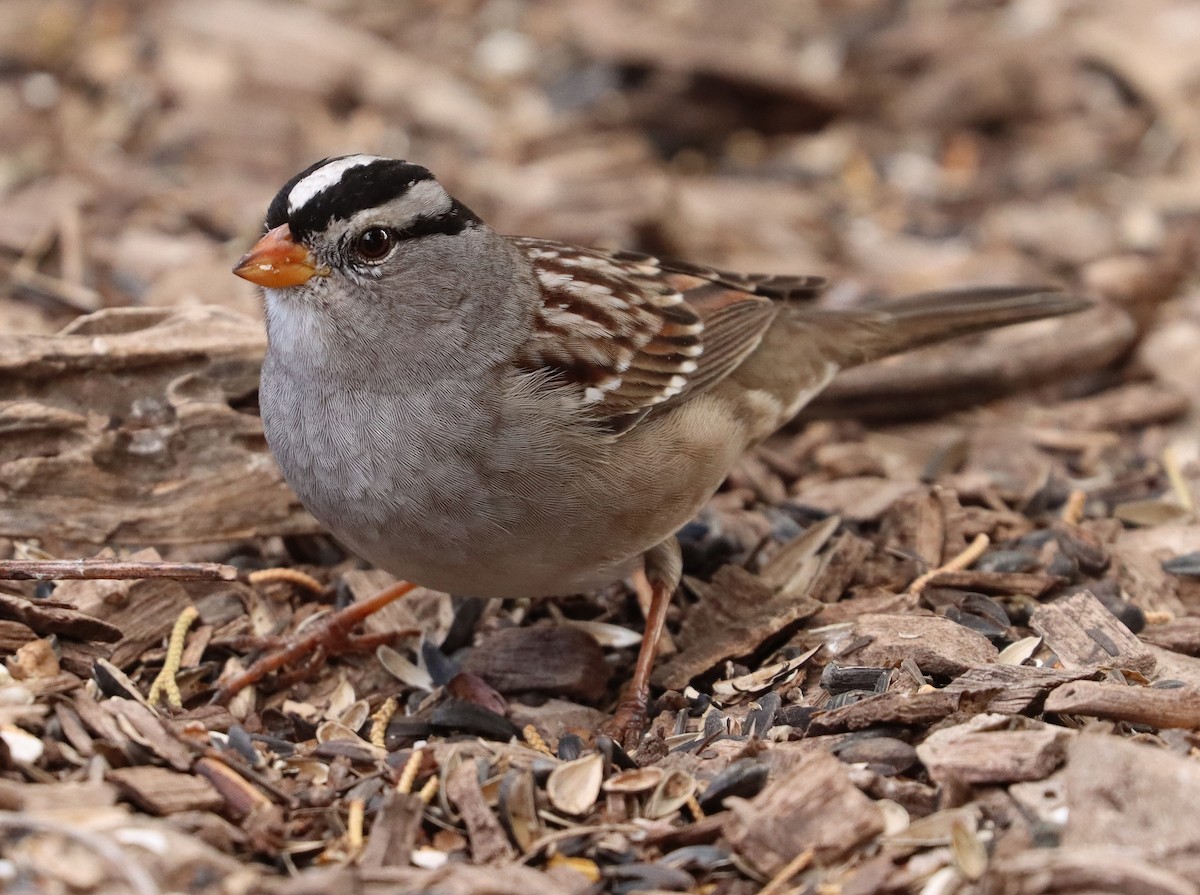 White-crowned Sparrow - Steve Tucker