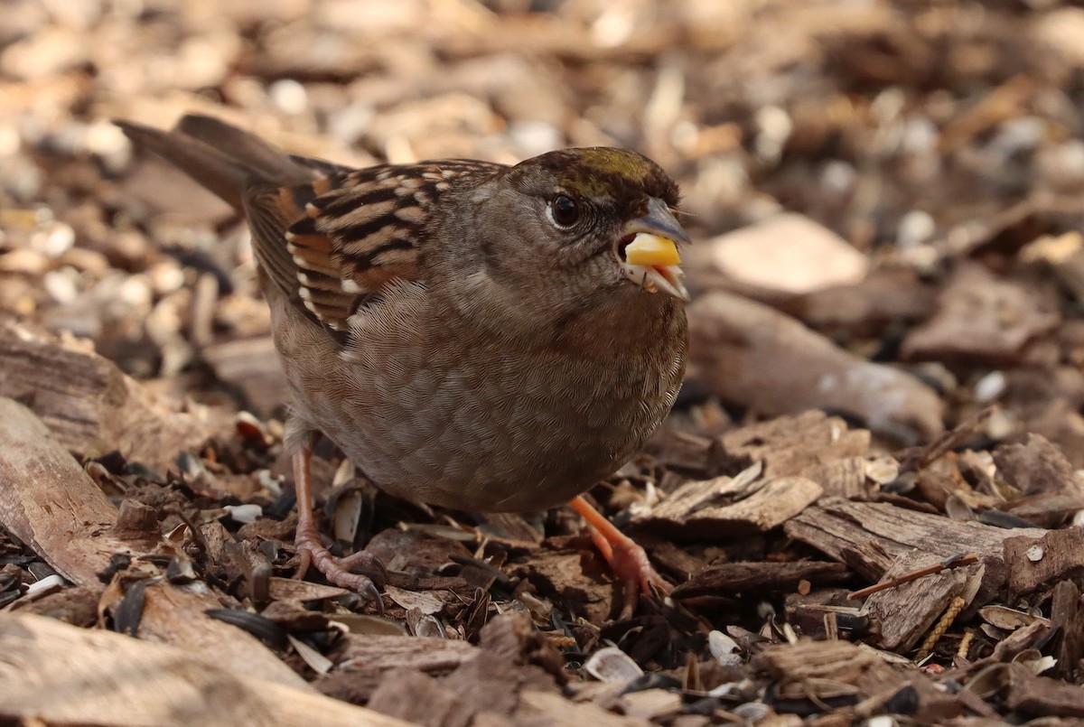 Bruant à couronne dorée - ML307373711