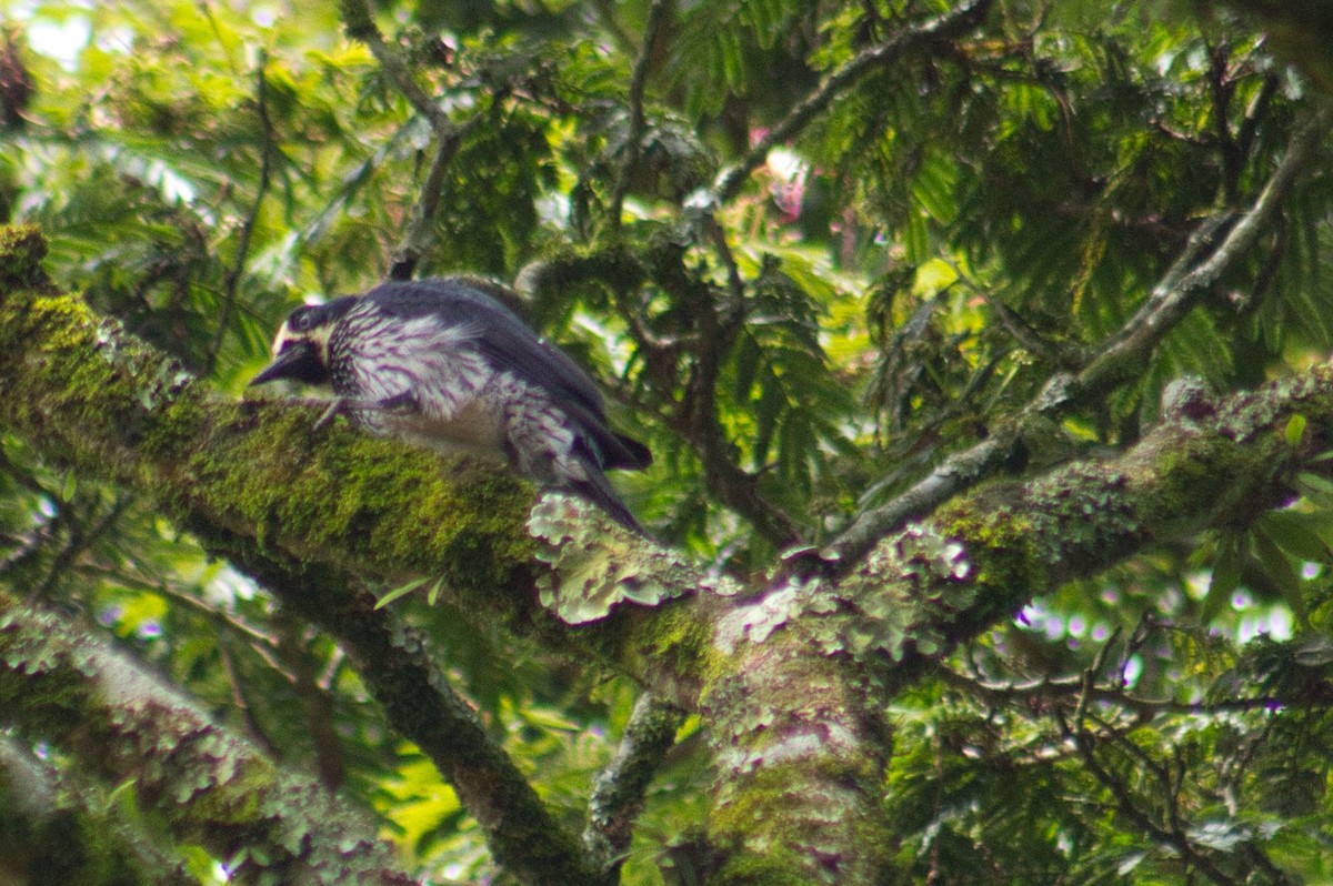 Acorn Woodpecker - ML307374061