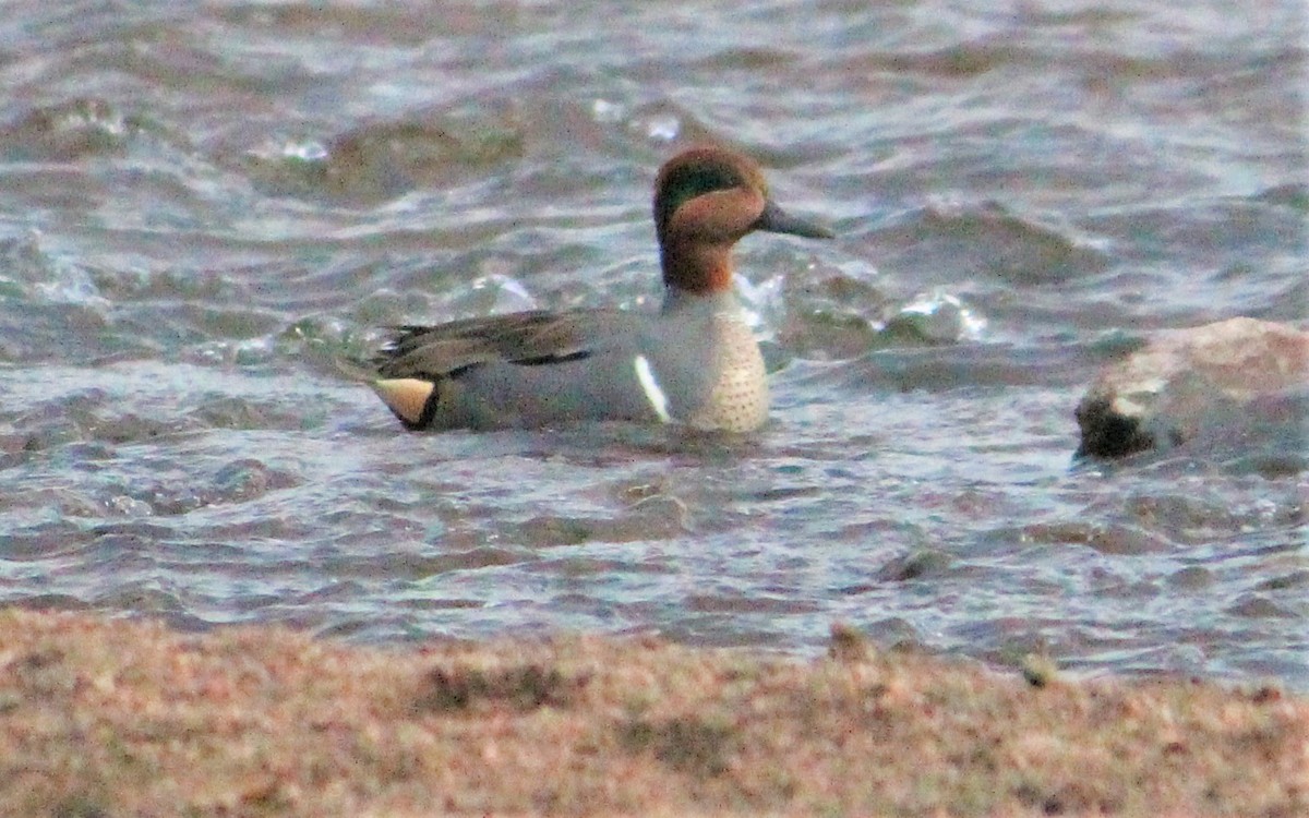 Green-winged Teal - ML307377201