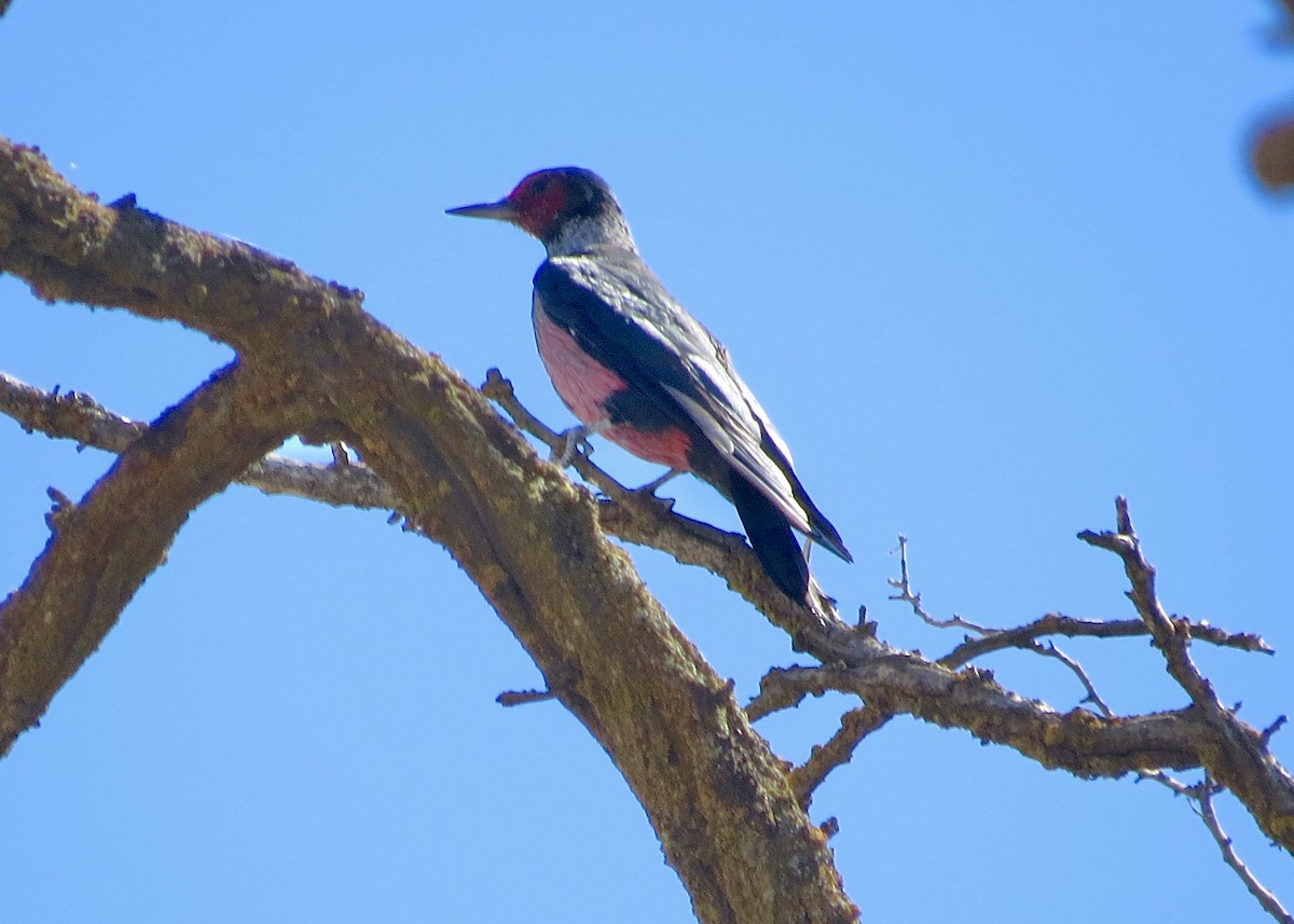 Lewis's Woodpecker - ML307377751